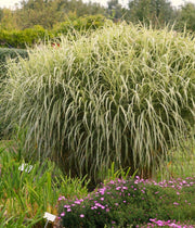 Chinaschilf - Miscanthus sinensis Variegatus - Ansicht 4